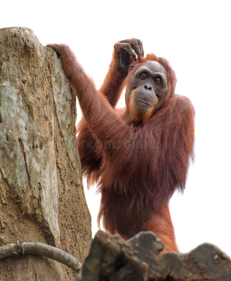 Adult orangutan scratching its head stock photos Adult orangutan scratching its head stock photos