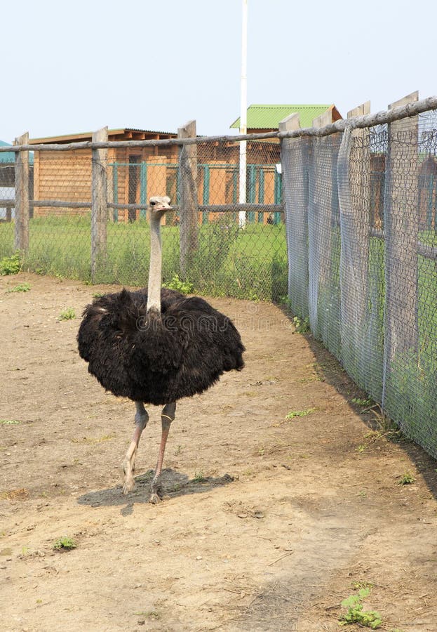 Adult ostrich enclosure. Altai.