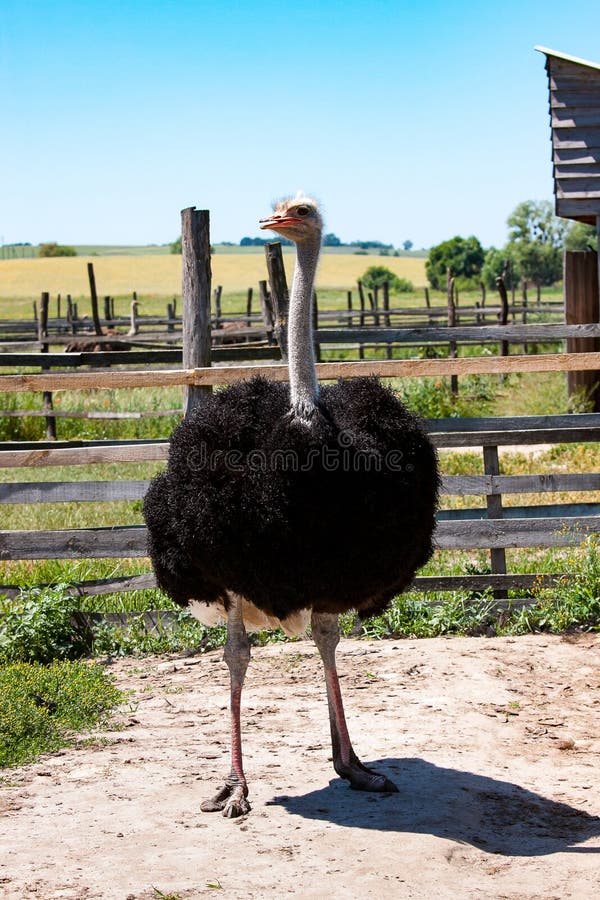 Adult ostrich on the farm