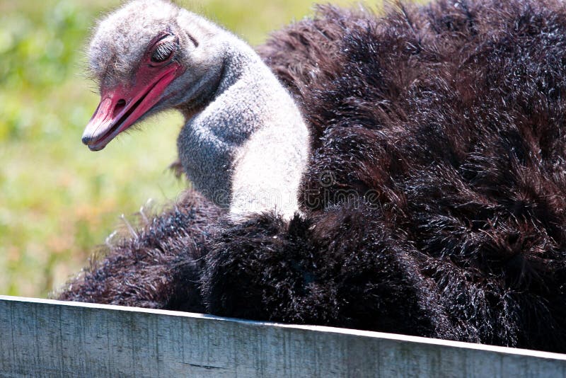 Adult ostrich head and neck portrait on nature