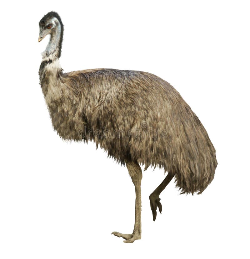 Adult ostrich isolated