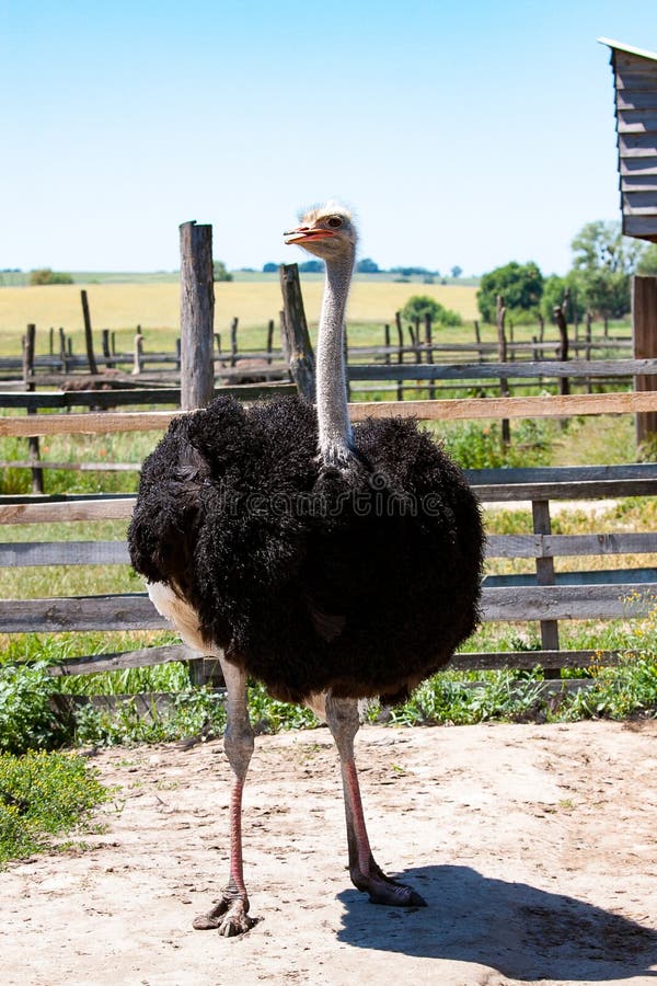 Adult ostrich male on the farm