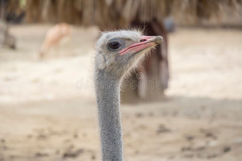Adult ostrich standing in the sand on a beach, with its bright red beak and dark eyes