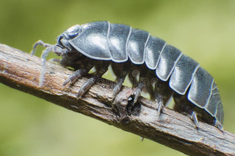 Adult Pill Bug Armadillidium vulgare crawl on moss green background at spring season - super macro. Adult Pill Bug Armadillidium vulgare crawl on moss green background at spring season - super macro