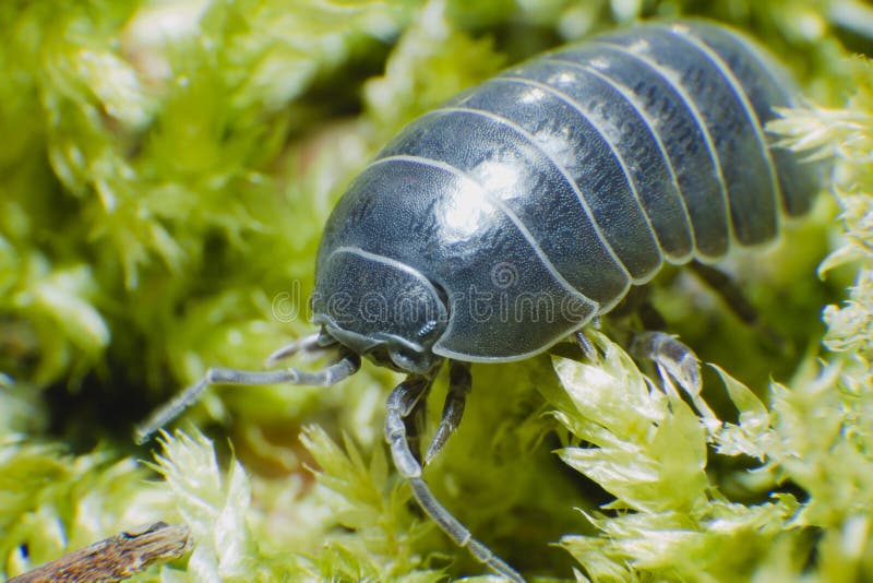 Adult Pill Bug Armadillidium vulgare crawl on moss green background at spring season - super macro. Adult Pill Bug Armadillidium vulgare crawl on moss green background at spring season - super macro