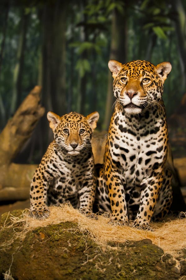 Jaguar Family stock photo. Image of panther, jaguar, orange - 30000920