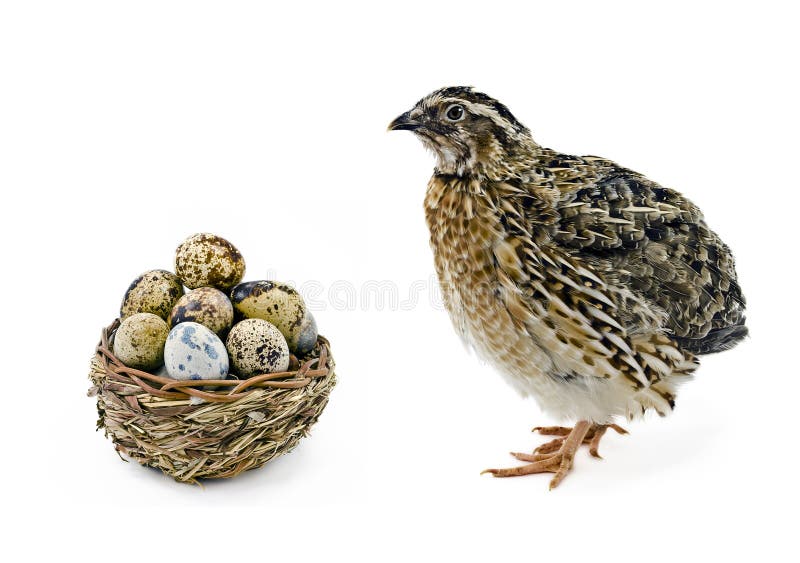 Adult quail and basket with its eggs