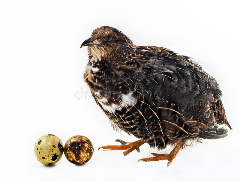 Adult quail with eggsl