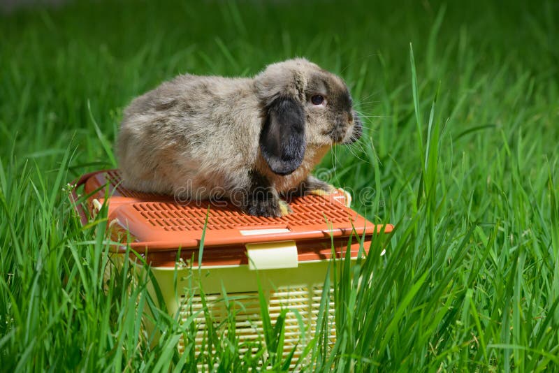 The Adult Rabbit is on the Orange Animal Carrier in the Grass Stock