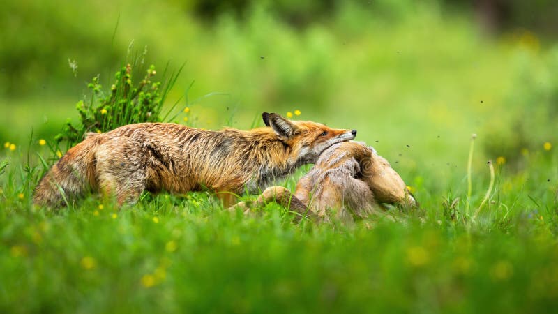 fox and deer mix base fox and deer mix base