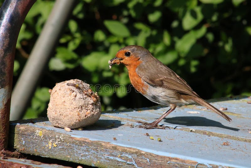Adult robin, erithacus rubecula, collecting food royalty free stock photography Adult robin, erithacus rubecula, collecting food royalty free stock photography