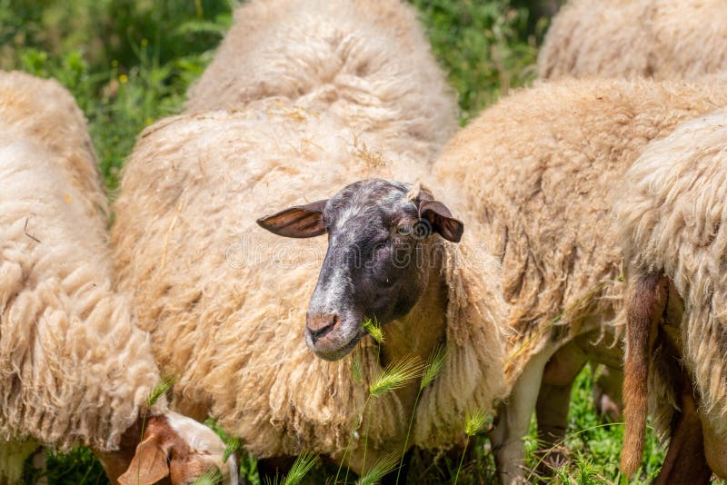 Adult sheep eats grass. closeup portrait view. Closeup portrait of a sheep with dirty wool