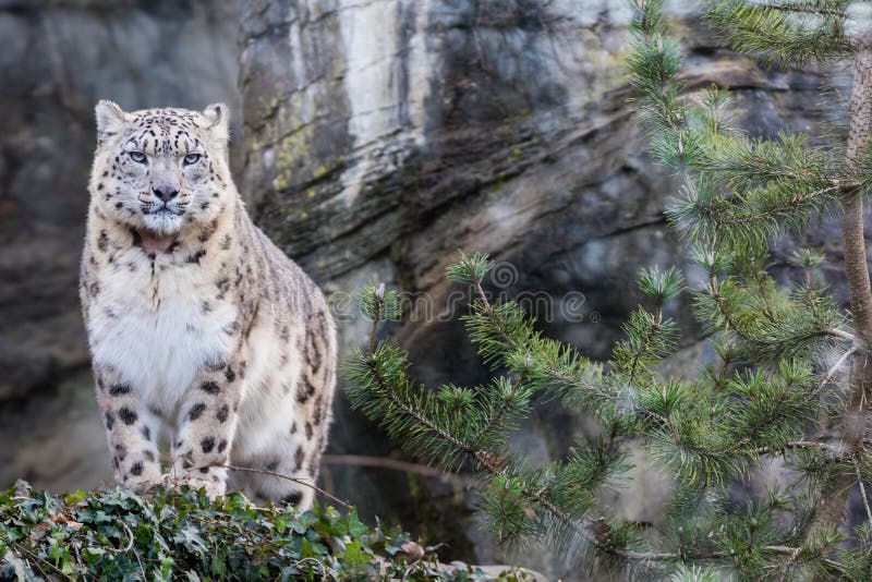 Adult snow leopard standing on rocky ledge