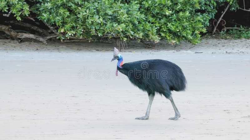 Adult southern cassowary walking along the beach royalty free stock photo