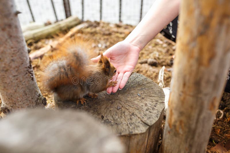 Adult squirrel eats nuts and other food from human hands royalty free stock image