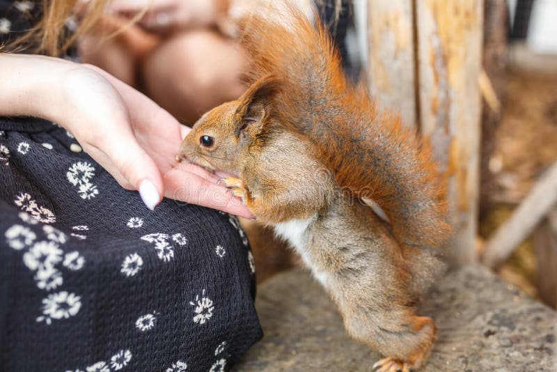Adult squirrel eats nuts and other food from human hands royalty free stock photos