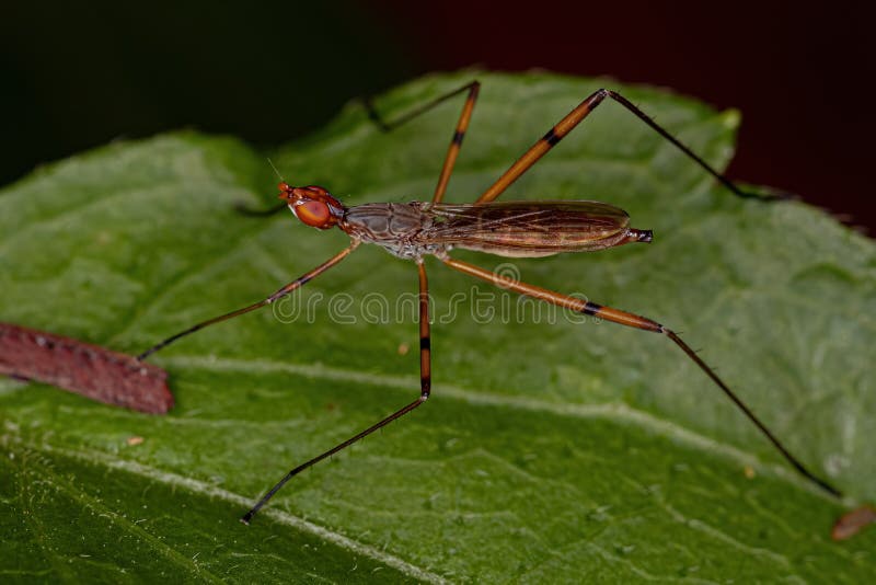 Adult Stiltlegged Fly stock photo. Image of micropezidae 242013960