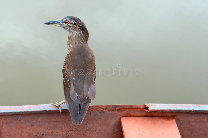 Adult striated heron [butorides striata] perched on boat