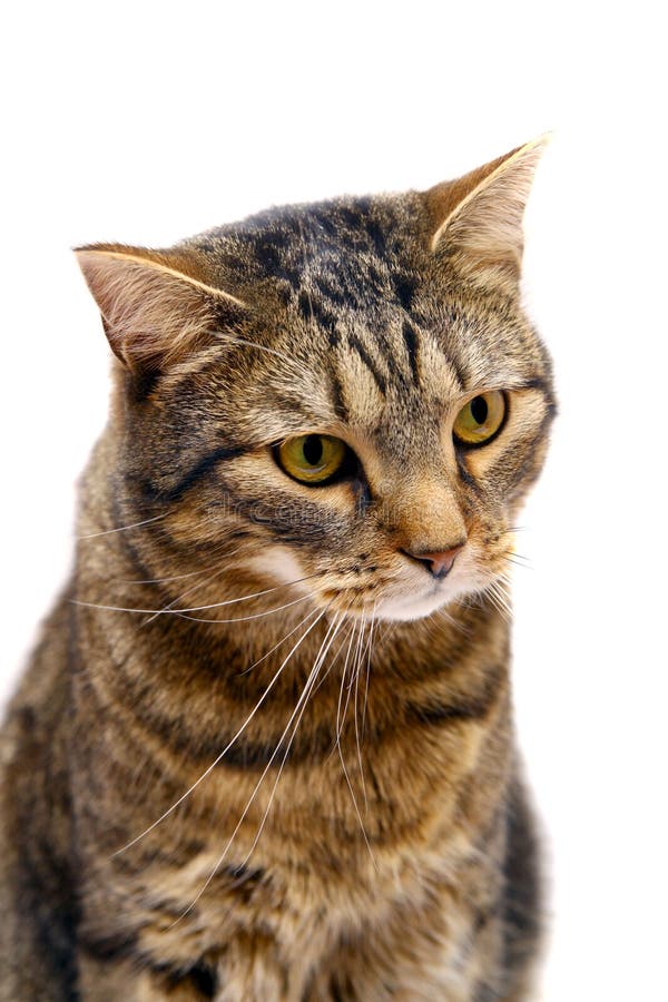 Adult tabby cat on white stock photo. Image of kitty 27198962