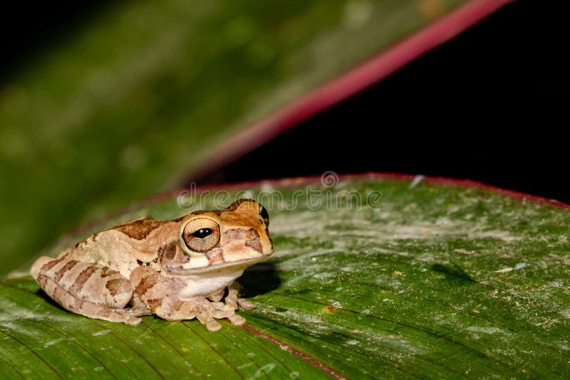 An Adult Tawny Tree Frog