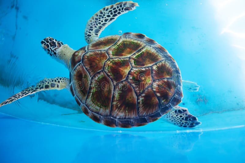 Adult turtle swims in pool