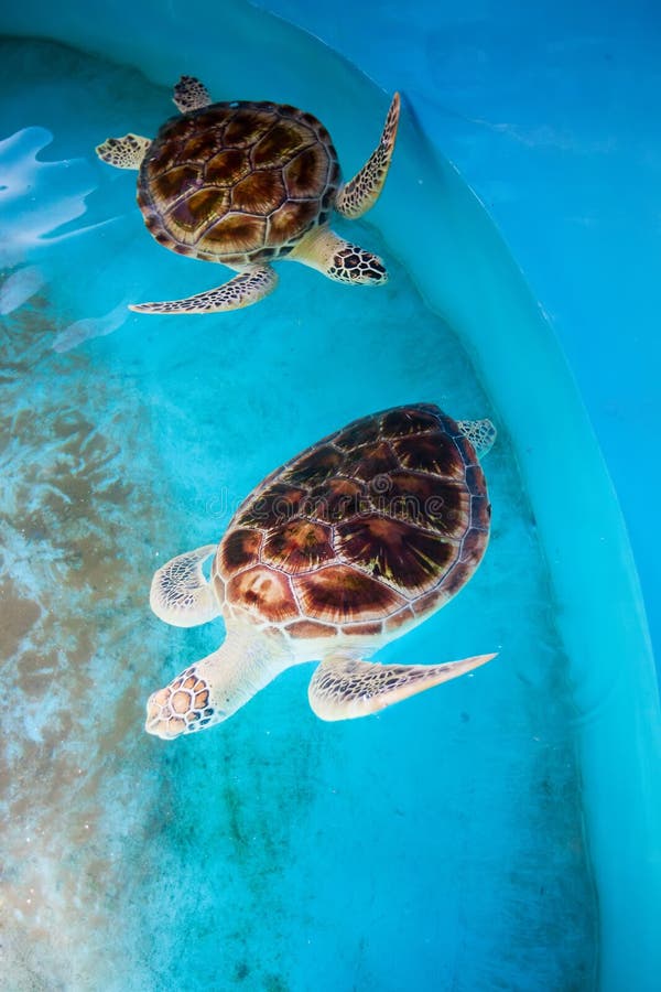 Sea turtles sport trendy swimsuits for science | Animalogic