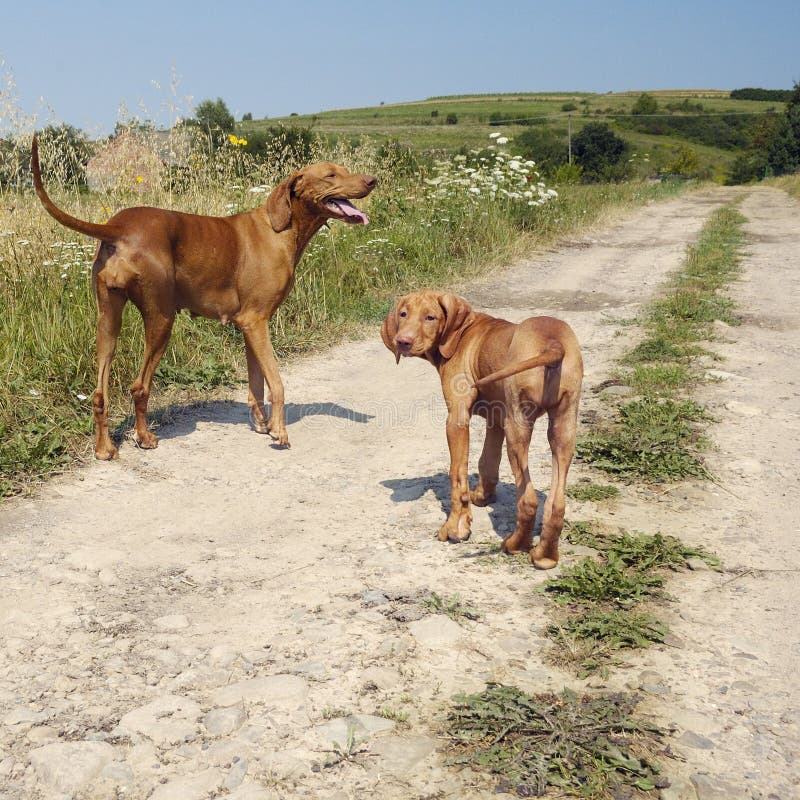 Adult Vizsla Dog With A Puppy