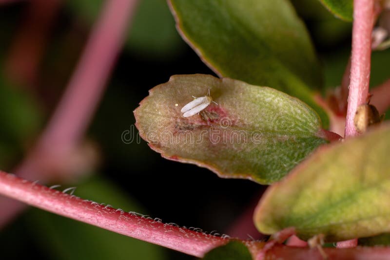 Adult White fly of the Family Aleyrodidae on a leaf of the plant Red Caustic-Creeper of the species Euphorbia thymifolia