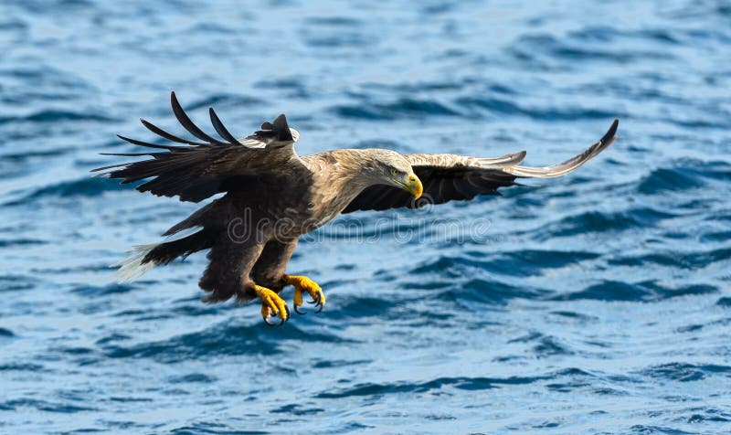 Adult White-tailed eagle in motion, fishing. Blue Ocean Background. Scientific name: Haliaeetus albicilla, also known as the ern