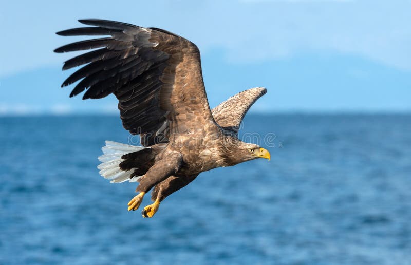 Adult White-tailed eagles fishing. Blue Ocean background. Scientific name: Haliaeetus albicilla, also known as the ern, erne