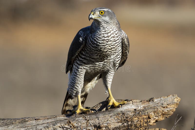 Adult wild azor, Accipiter gentilis, perched on its usual perch