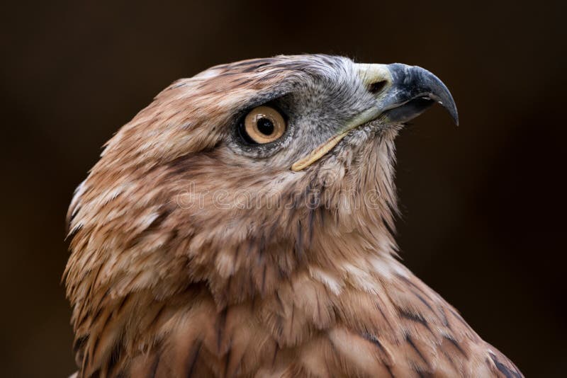 Redhawk Photos Free Royalty Free Stock Photos From Dreamstime Redhawk Photos Free Royalty Free Stock Photos From Dreamstime