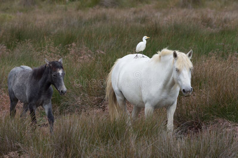 Adult and Young Camargue Horses with Cattle Egret