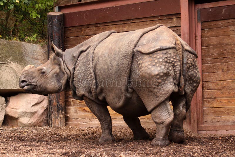 Adulte de rhinocéros d'Indinan photo stock Adulte de rhinocéros d'Indinan photo stock