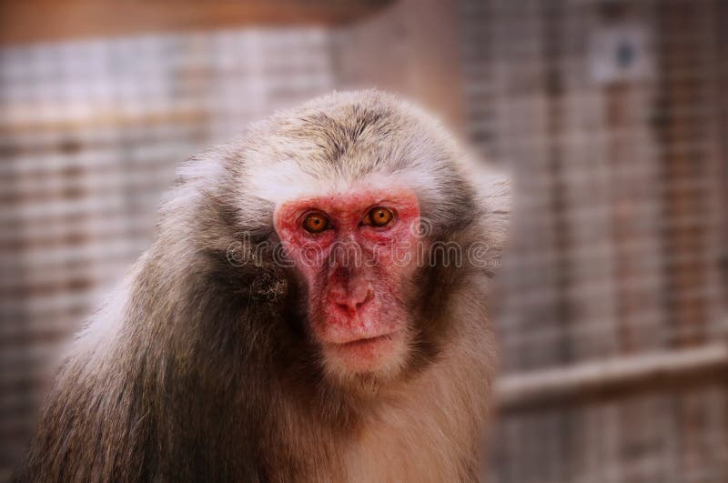 Adulte du macaque en parc images libres de droits Adulte du macaque en parc images libres de droits