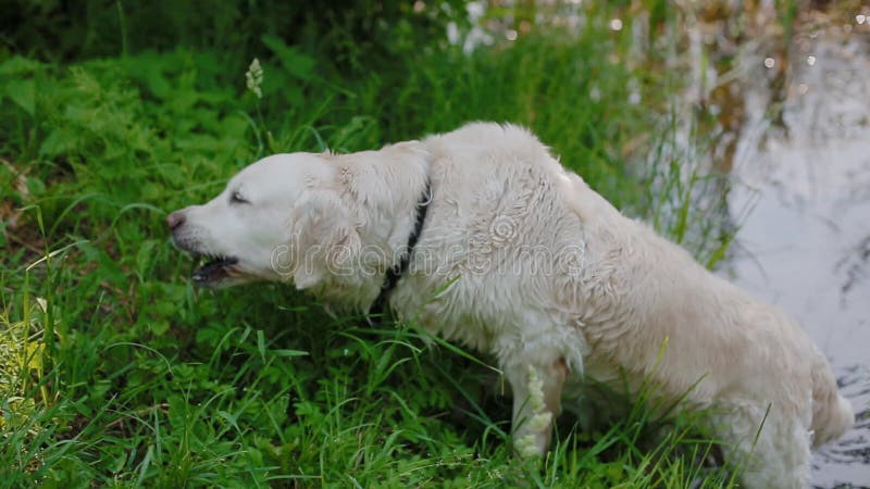 Adulte Labrador mangeant l'herbe fraîche