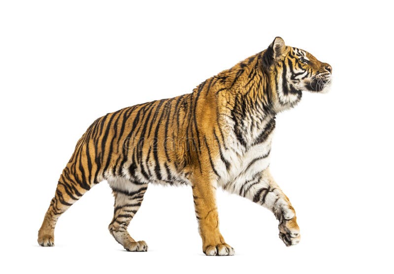 Adulter Tiger isoliert lizenzfreie stockbilder