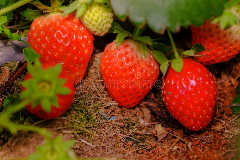 Adultes matures rouges de fraises idéal. Les fraises fraîches saines sont cultivées en serre dans une ferme organique. Les redevan