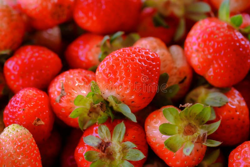 Adultes matures rouges de fraises idéal. Les fraises fraîches saines sont cultivées en serre dans une ferme organique. Les redevan