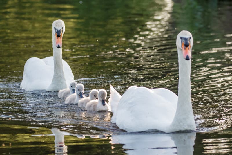 Adulto del olor del Cygnus del cisne mudo y pollos del cisne mullidos lindos del bebé imagenes de archivo Adulto del olor del Cygnus del cisne mudo y pollos del cisne mullidos lindos del bebé imagenes de archivo