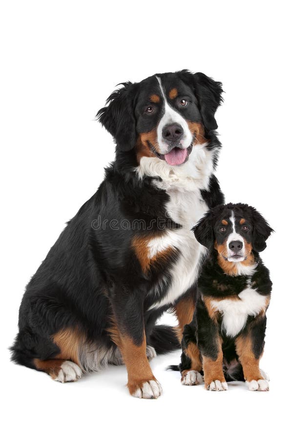 Banco de imagens : natureza, animal, verde, família, vertebrado, Raça cão,  cachorro Grande, Cão de montanha bernese, Cão da montanha do entlebucher,  Cão, como, mamífero, Carnívoro, Pastor inglês, Maior cão suíço montanha