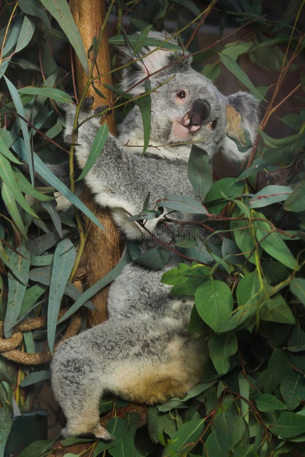 Adustus cinereus Phascolarctos коалы Квинсленда стоковое фото rf Adustus cinereus Phascolarctos коалы Квинсленда стоковое фото rf