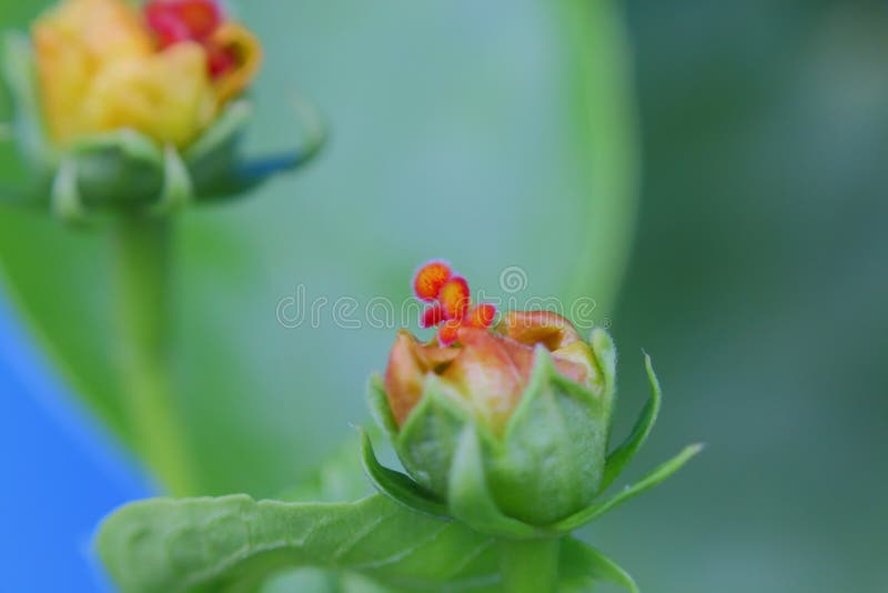 Advent of new flowers, natural background, macro photographs royalty free stock images Advent of new flowers, natural background, macro photographs royalty free stock images