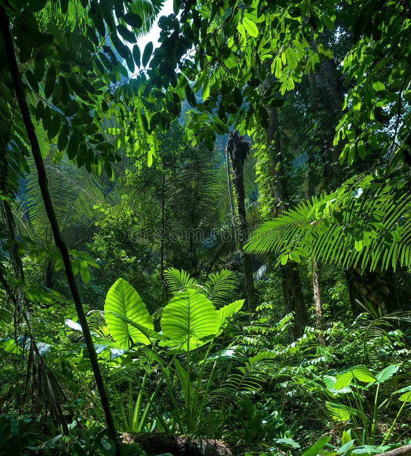 Adventure Background. Green Jungle Stock Image - Image of color,  rainforest: 29889589