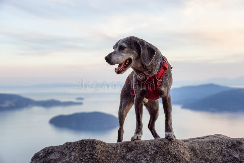 Adventurous little hiking dog on top of a mountain. With scenic Canadian Nature Landscape in background. Sunny Summer Sunset. Tunnel Bluffs in Howe Sound, North stock image