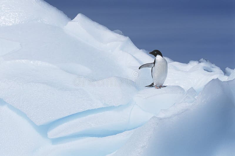 AdÃ©lie Penguin (Pygoscelis adeliae) on glacier