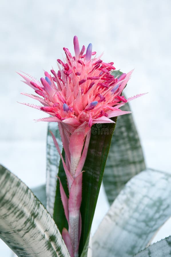 Aechmea Fasciata (Bromeliaceae Pineapple) Stock Image - Image of  bromeliaceae, blossom: 32229837