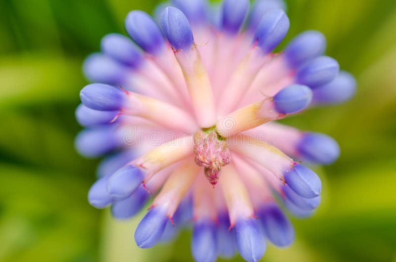 Aechmea gamosepala zdjęcie stock