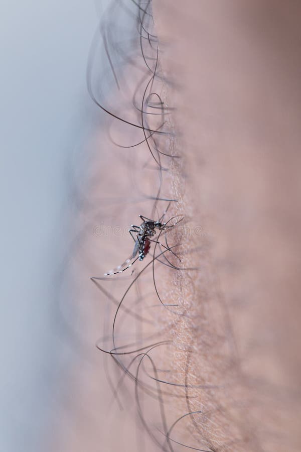 Aedes απορροφώντας άνθρωπος αίματος aegypti στοκ φωτογραφία Aedes απορροφώντας άνθρωπος αίματος aegypti στοκ φωτογραφία