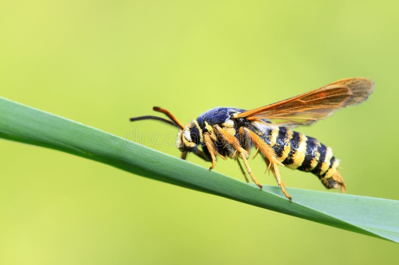 Aegeriidae-insekter på växter royaltyfri foto